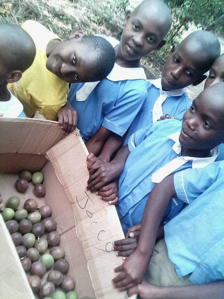 Récolte de fruits de la passion et nouveau jardin de tomates à l’école light junior en Ouganda