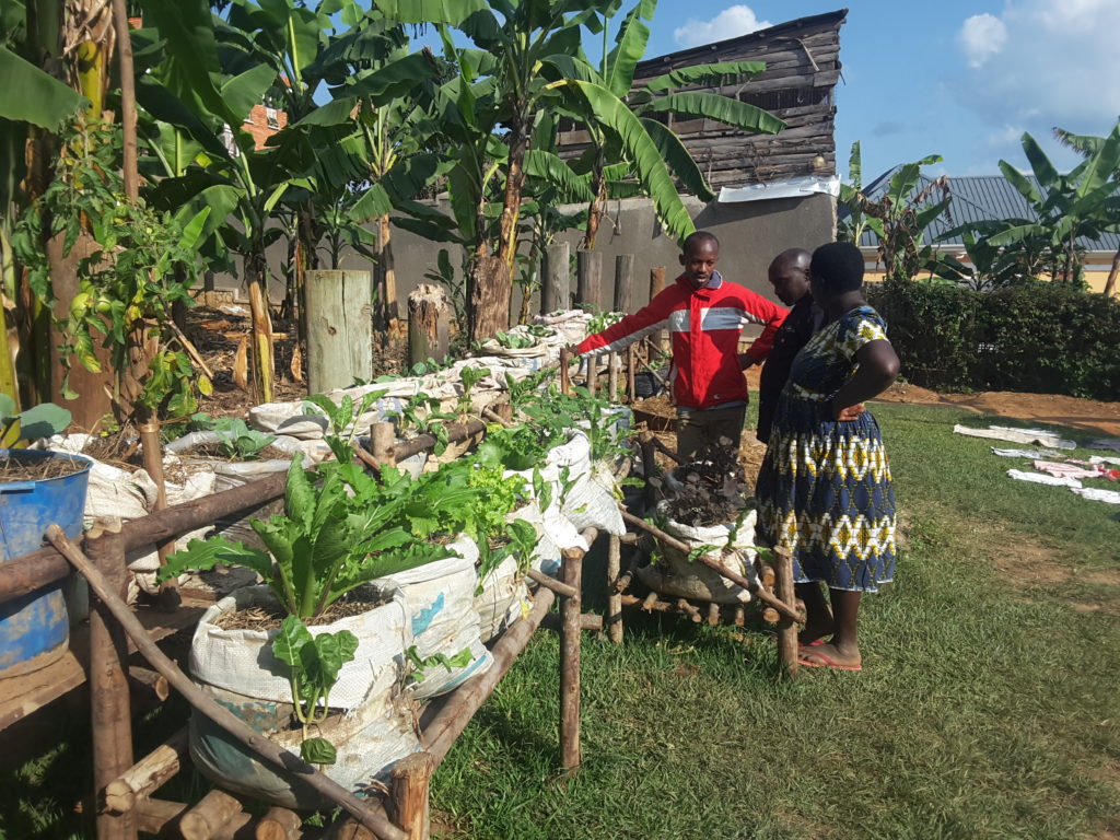 Update on community demonstration garden at home of Mr Nuwagira John in Mbarara city, Uganda