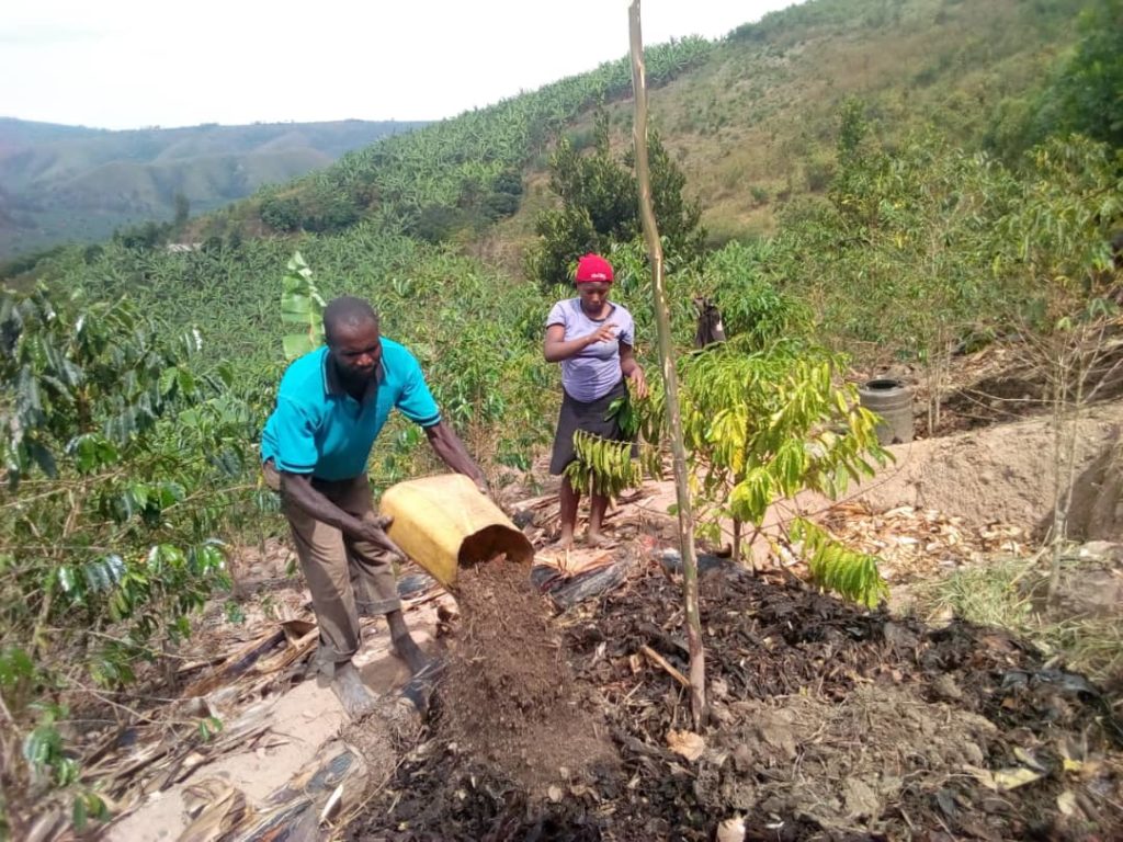 Mise en place d’un champ de caféiers en Ouganda