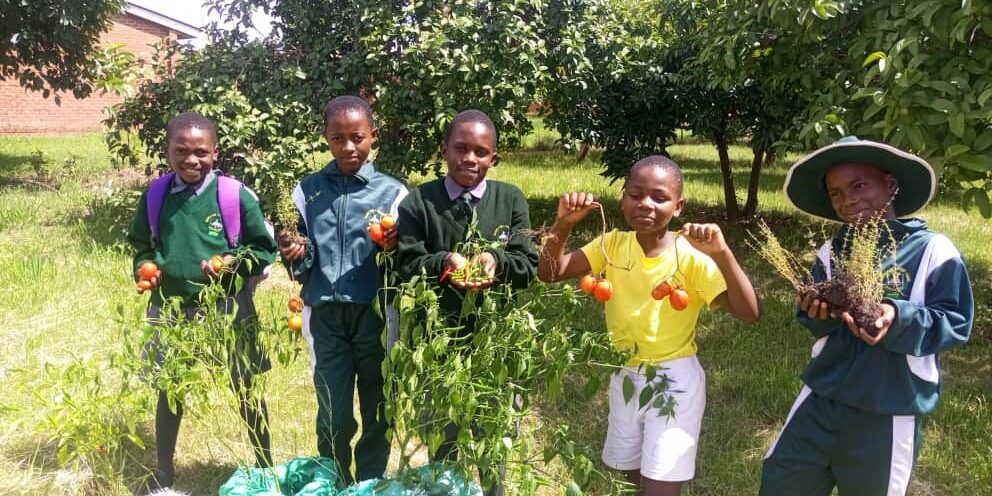 Mitglieder des Schulgesundheitsparlaments der Warren Park School in Harare, Simbabwe, bereiten Beete vor und pflanzen Zwiebeln, Auberginen, Paprika und Rote Beete.