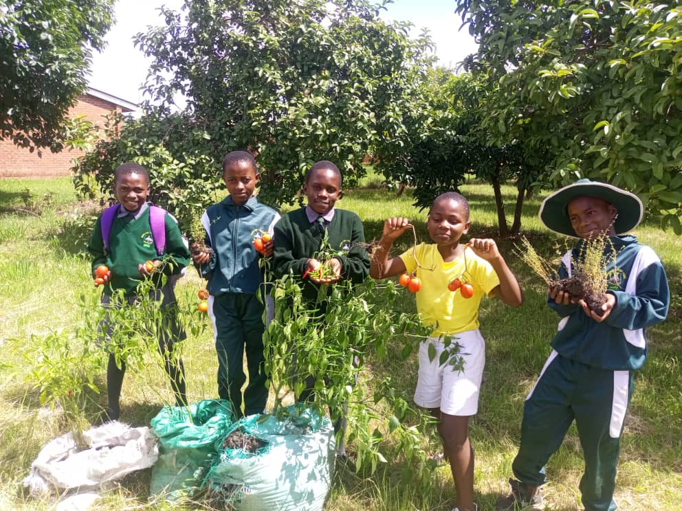Preparing nursery beds and planting seedlings in Zimbabwe
